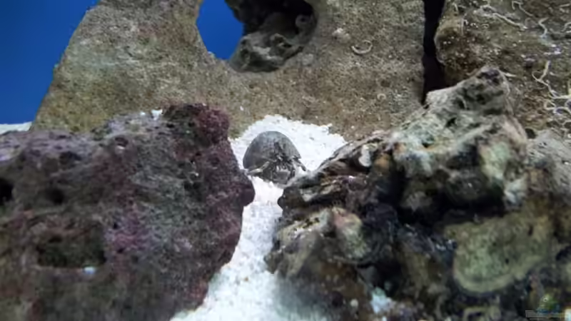 Aquarien mit Phimochirus operculatus (Einsiedlerkrebs)