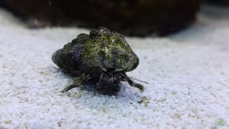 Aquarien mit Calcinus latens (Einsiedlerkrebs)