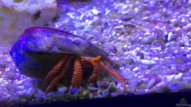 Aquarien mit Calcinus latens (Einsiedlerkrebs)