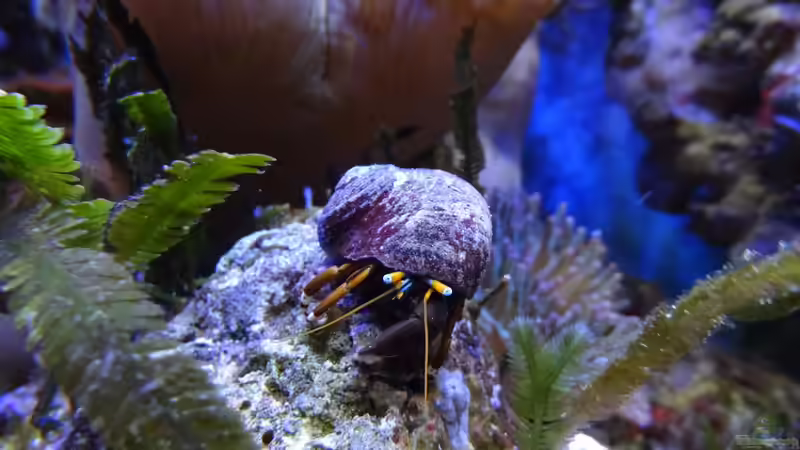 Einsiedlerkrebse im Aquarium - Haltung, Arten, Pflege und Bedeutung für Meerwasseraquarien