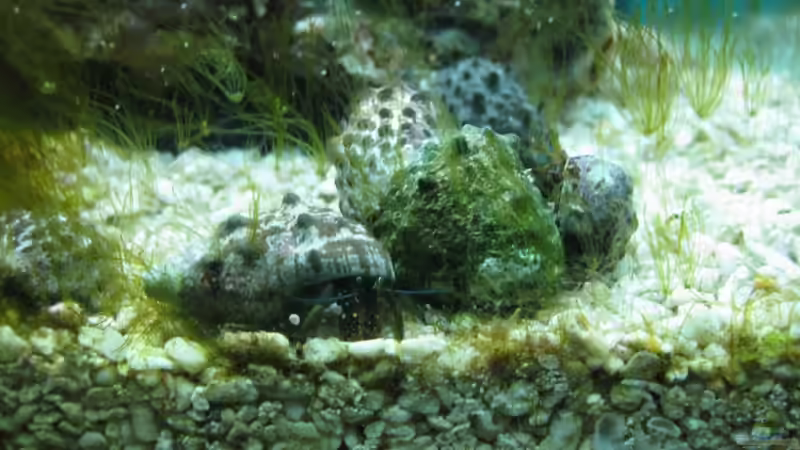 Einsiedlier ca. 8 skt. vorhanden [ Februar] von Christian Schneider (31)