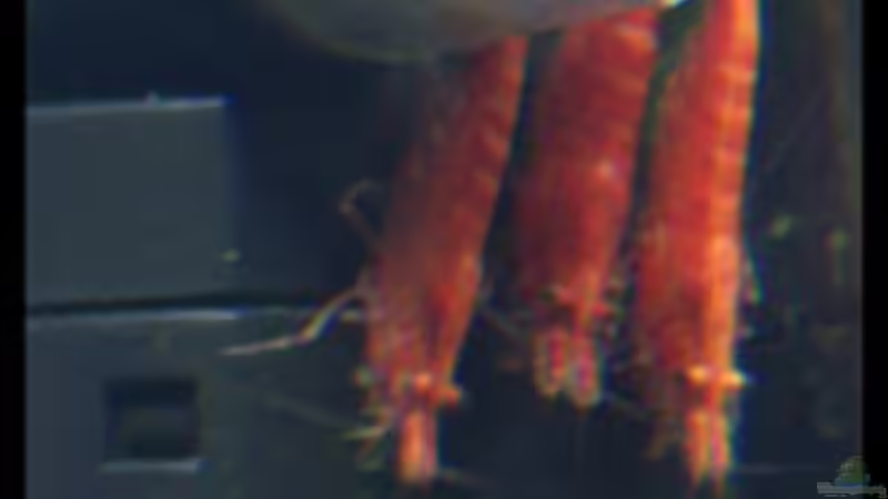 Einträglich beieinander von Tamura (14)