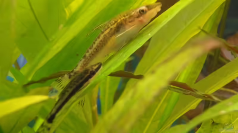 Einweisung^^ von -Mark- (15)