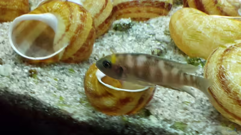 Einwohner (Bild entstand noch im alten Aufbau) von SoNiC (12)