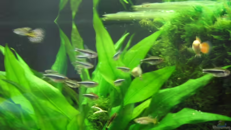 Einzelhaltung, Gruppenhaltung oder Schwarmhaltung - welche Haltungsform ist die richtige im Aquarium?