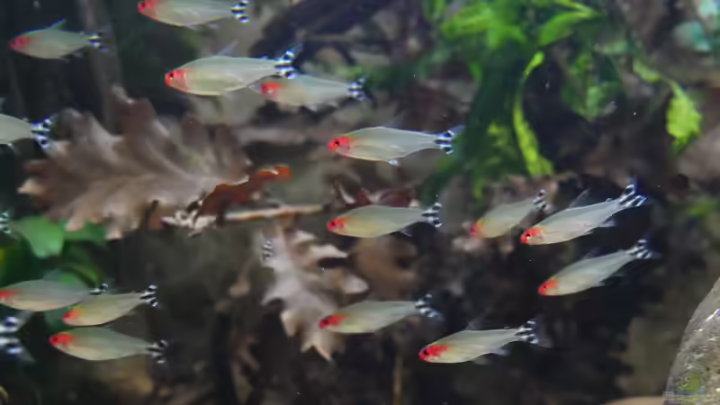 Einzelhaltung, Gruppenhaltung oder Schwarmhaltung - welche Haltungsform ist die richtige im Aquarium?