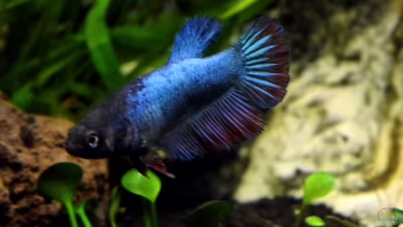 Einzelhaltung, Gruppenhaltung oder Schwarmhaltung - welche Haltungsform ist die richtige im Aquarium?