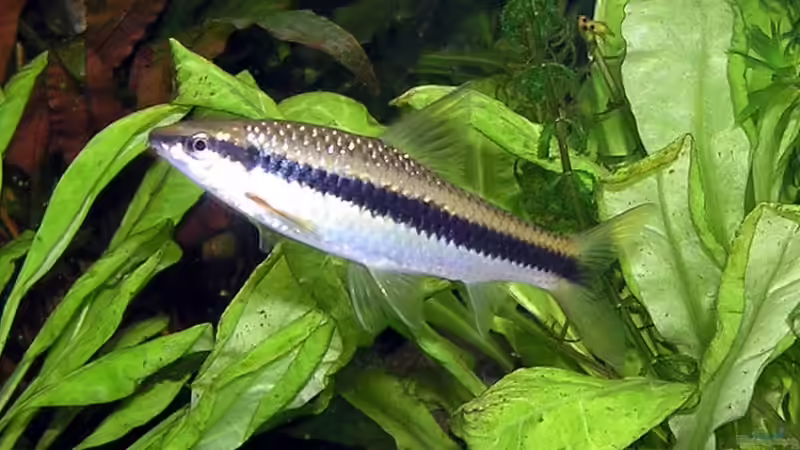 einzelner Siamese von Fossybear (35)