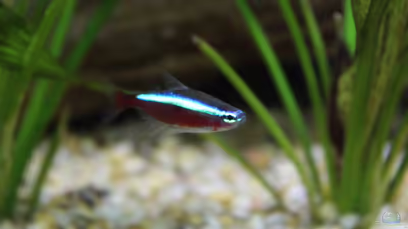 Einzelportrait... von Ottche (263)