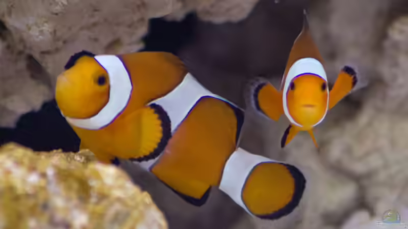 Einzug 11.04.2015 - ´Nemo´ von mmbm78 (32)