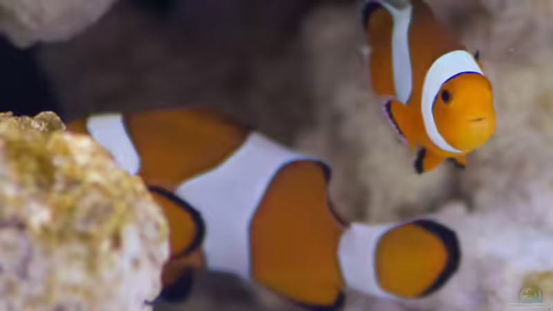 Einzug 11.04.2015 - ´Nemo´ von mmbm78 (33)