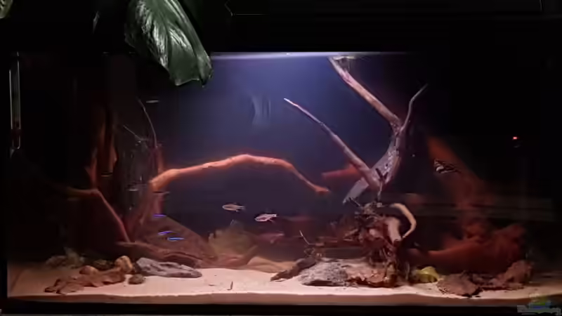 Einzug der Bewohner von YoshiMaus (4)