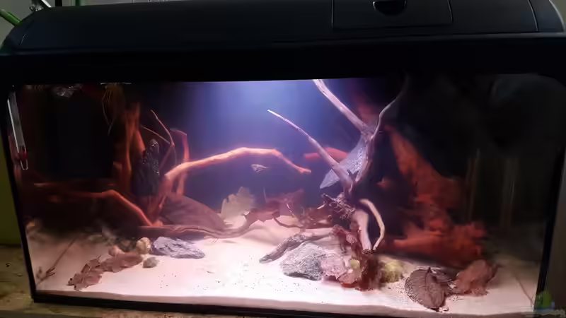 Einzug der Bewohner von YoshiMaus (8)