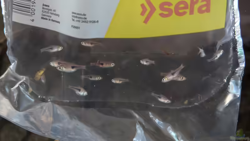 Einzug der Keilfleckbärblinge  von Leo123 (5)