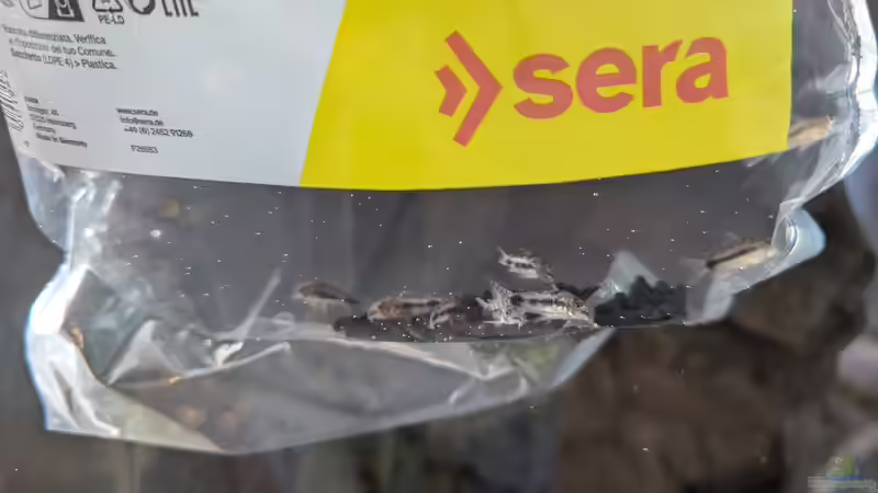 Einzug der Panzerwelse von Leo123 (4)