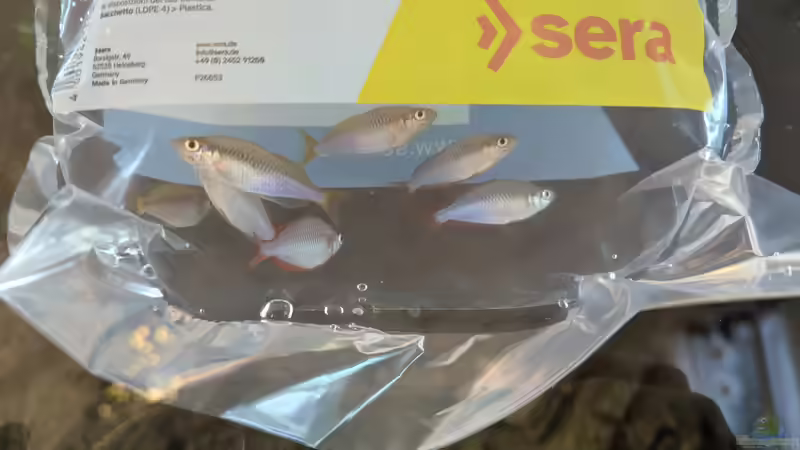 Einzug der Regenbogenfische von Leo123 (6)