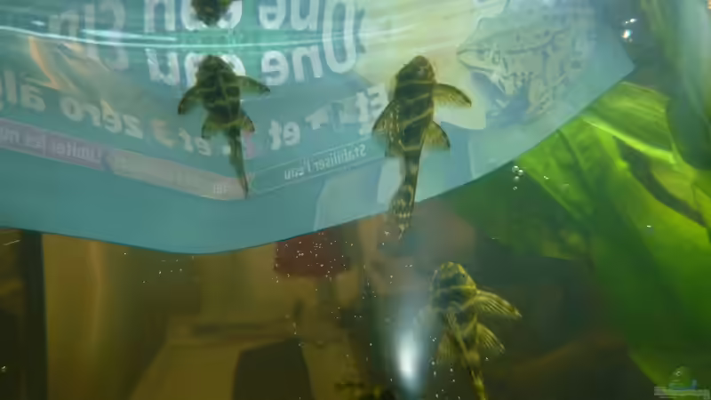 Einzug L129 von JohannesDD (27)