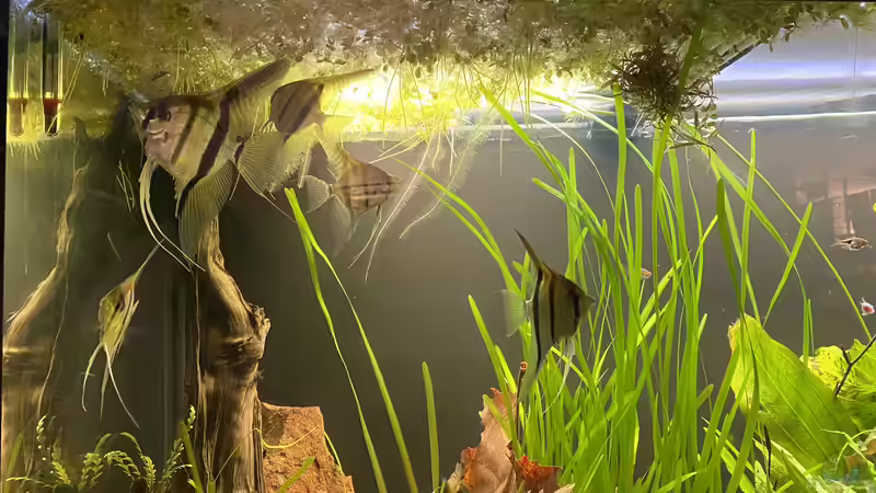 Einzug Skalare 01/22 von Mika (13)