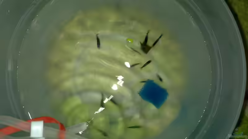 Einzug! von Poker (6)