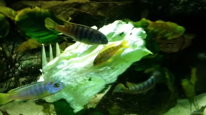 Eisbergsalat wird nur gewaschen genommen wenn ich ihn überbrühe wird er nicht beachtet von Gunnar2060 (62)