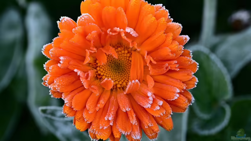 Eisheilige – Was ist am Mythos dran?