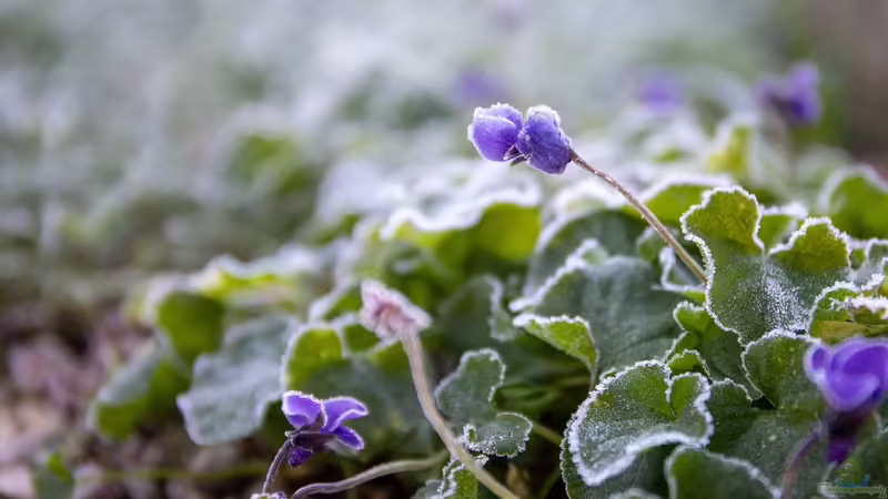 Eisheilige – Was ist am Mythos dran?