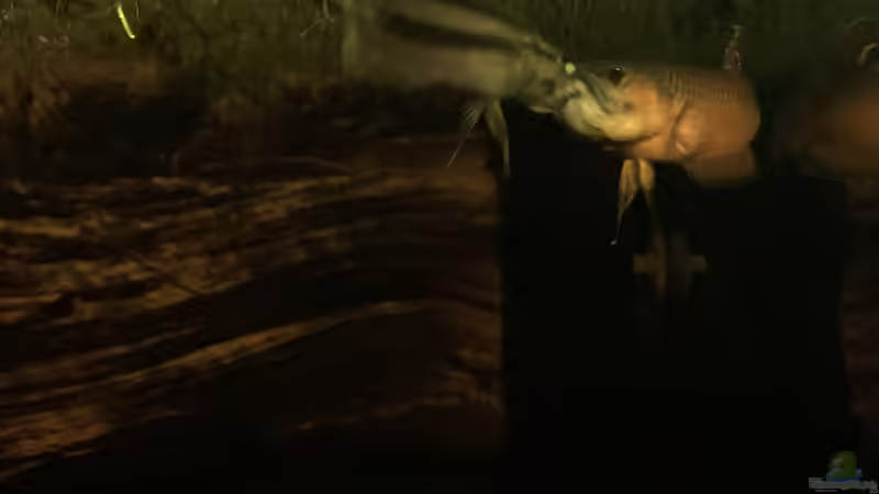 Eiübergabe nach Paarung von Jaenu00 (19)