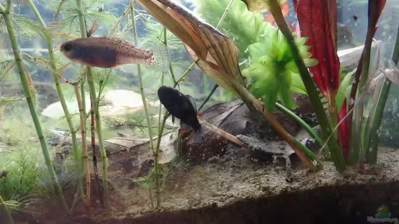 Elassoma evergladei von paris (40)