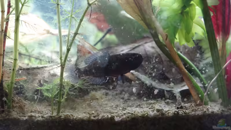 Elassoma evergladei von paris (41)