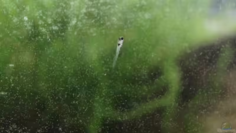 Elassomalarve von paris (43)