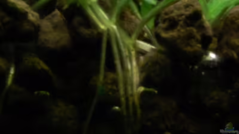 Elatine hydropiper mit Wurzeln im Soil von Kuro-Schio (13)