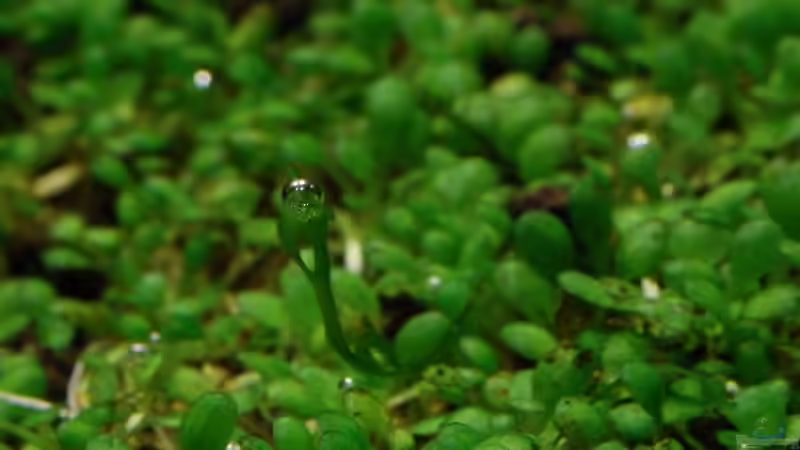 Elatine hydropiper und Riccia, das ich nie im Becken hatte... von Kuro-Schio (4)