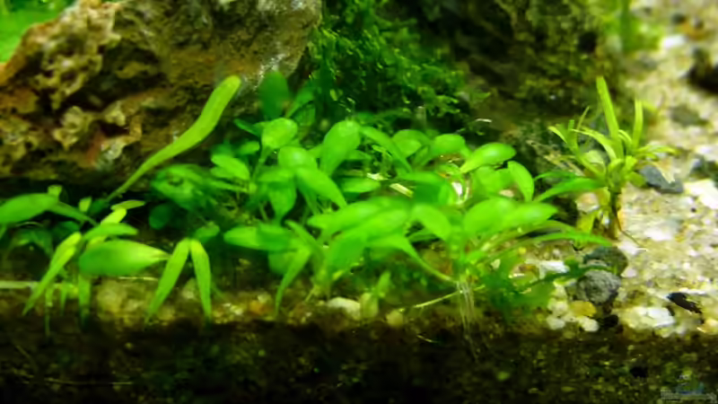 Elatine hydropiper von -serok- (14)