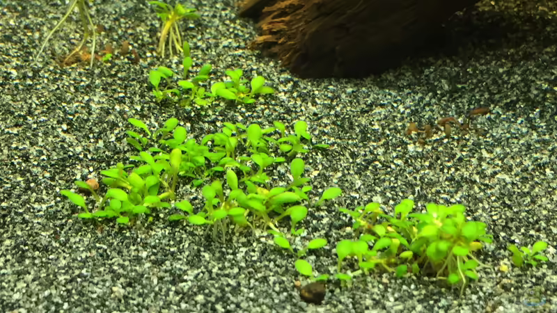 Elatine hydropiper von Danny (32)