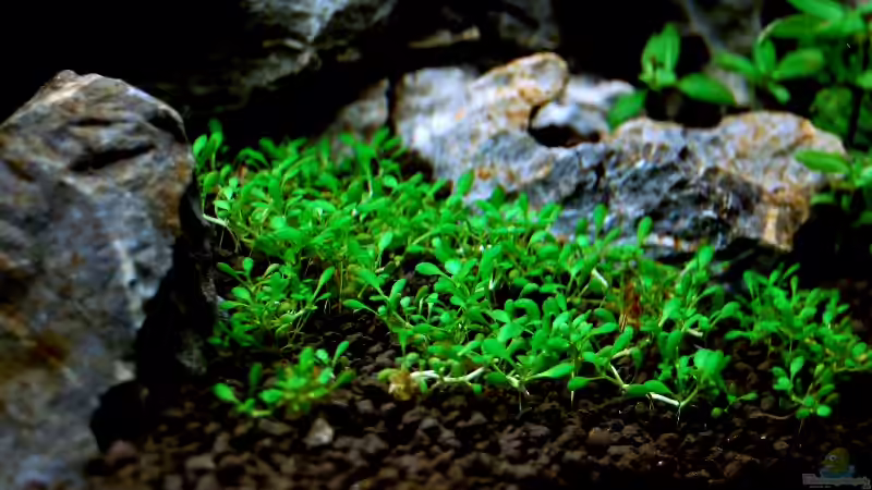 Elatine hydropiper von Kuro-Schio (4)