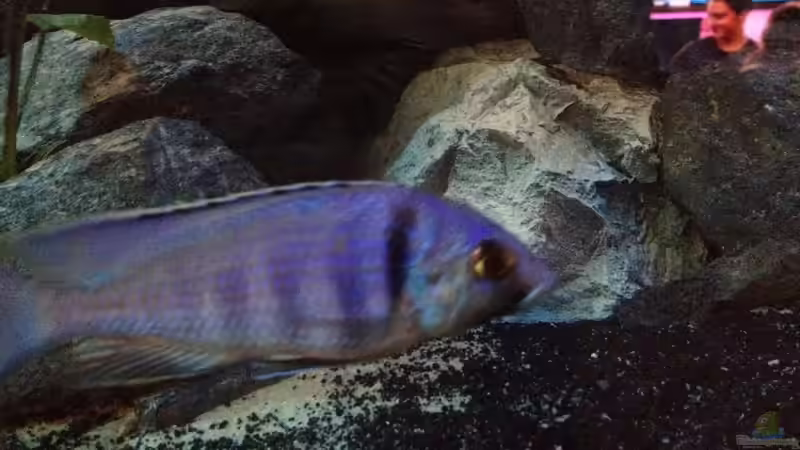 Electra beim fernsehen von der Steirer (129)