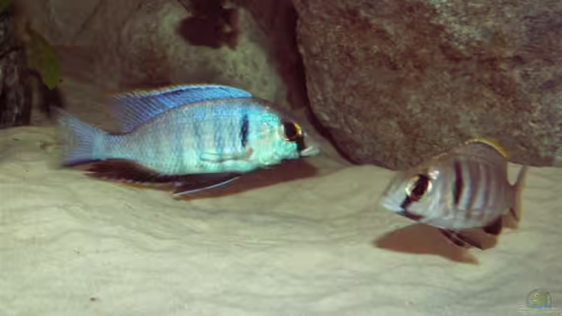 Electras bei der Balz von wede1980 (12)