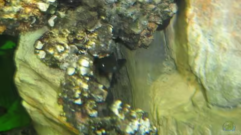 Elefantenrüsselfisch von Daniel Schmitz (2)