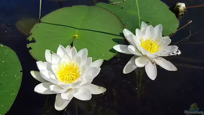 Elegante Pflanzen im Garten: Seerosen für deinen Teich