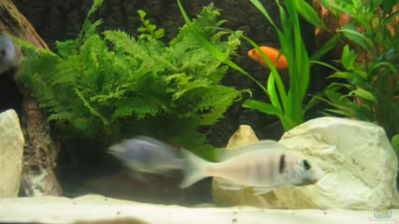 Elektra Dame von Vicky Gröbl (31)