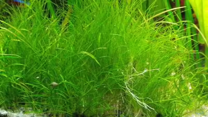 Eleocaris acicularis von H.T. (16)