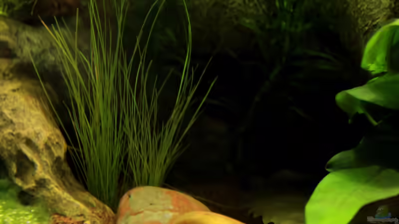 Eleocharis accicularis von die Perle... (26)