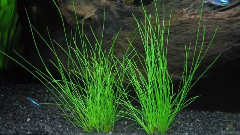 Eleocharis acicularis - Nadelsimse von Marco B. (15)