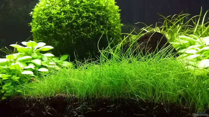 Eleocharis acicularis 17.03.2018 von C-NA (21)