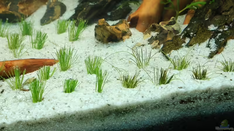 Eleocharis acicularis & parvula von David B (19)