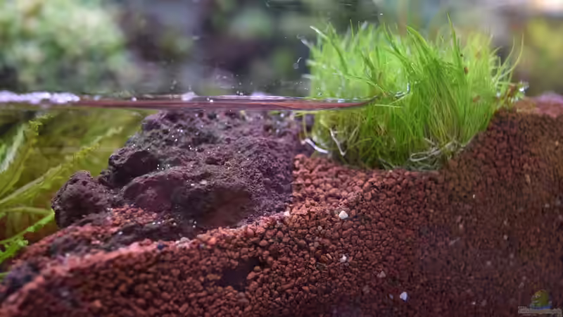 Eleocharis acicularis Mini von Junglist (23)