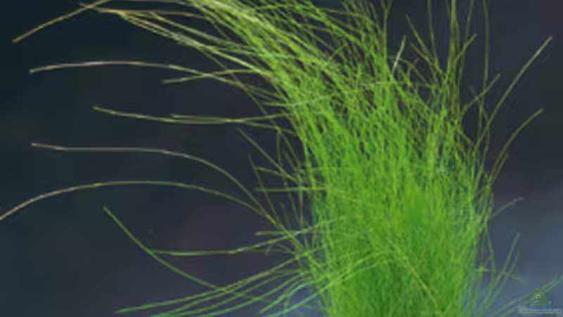 Eleocharis acicularis von Beat Affolter (4)