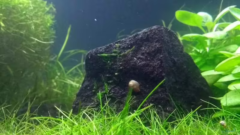 Eleocharis acicularis von C-NA (37)