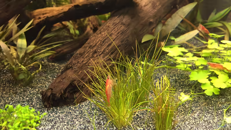 Eleocharis acicularis von Danny (15)