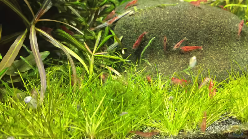 Eleocharis acicularis von Danny (18)